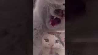 Cat fights from the first perspective crooked mouth and cross- eyed eyes hey #catsoftiktok