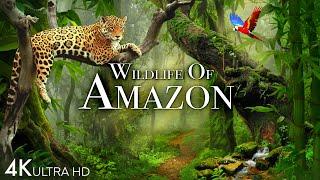 Wildlife of Amazon 4K - Animals That Call The Jungle Home  Amazon Rainforest  Relaxation Film