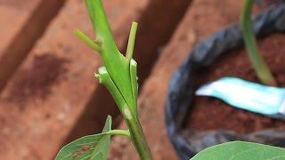 How to Graft Avocado Seedling  English & Kikuyu