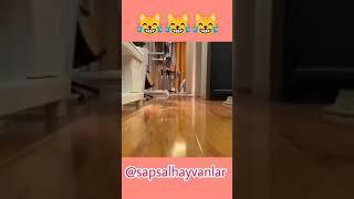 #2 #hayvanlar #hayvanlaralemi #kediköpek  #kedi #köpek #sevimlihayvanlar