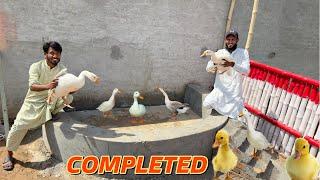 Ducks K Liye Swimming Pool Bana Dia 