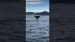 Whale Watch Kaikoura New Zealand #spermwhales #whaletail