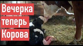 ОТЁЛ СИММЕНТАЛЬСКОЙ НЕТЕЛИ. ВЕЧЕРКА ПЕРВОТЕЛКА.