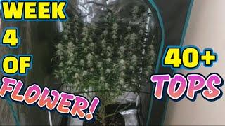 How to Grow a Massive Plant in a 2x2 Tent a Simple Guide to Growing Cannabis #spiderfarmer SF-1000