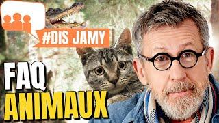  7 réponses sur les animaux • FAQ #DisJamy 