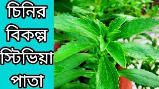 How to grow Stevia plants।।।কিভাবে স্টিভিয়া গাছের পরিচর্যা করবেন।।।