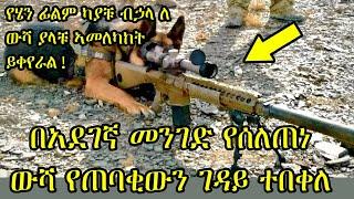 በአደገኛ መንገድ የሰለጠነ ውሻ የጠባቂውን 7ዳይ ተበቀለ  ፊልምን በአጭሩ  mert films  Sera film  Film Wedaj  የፊልም ወዳጅ