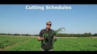 Alfalfa Varieties in California