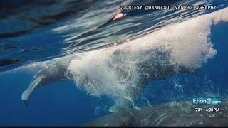 Father son recount frightening shark attack off Maui