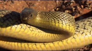 Up Close with the Most Venomous Snake on Earth  Deadly 60  BBC Earth