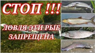 Редкие рыбы России ловля и рыбалка на которых ЗАПРЕЩЕНА