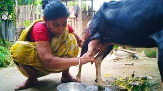 How to Goat Milk Milking Perfectly by Village Aunty  Village Vlogger Saikat