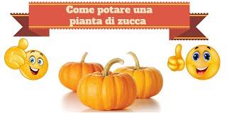 Come potare una pianta di zucca