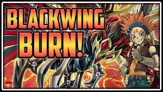 NEW Blackwings Pride OTK BURN Beats Tear 0 New Structure Deck Yu-Gi-Oh Master Duel