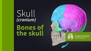 Skull cranium - Overview of the bones of the skull Anatomyka app 3D model