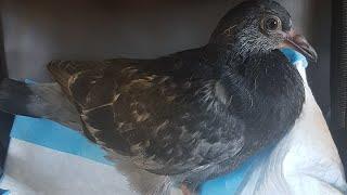 How to feed a babyfledgling pigeon.