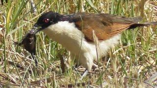 Senegal Coucal with prey Centropus senegalensis