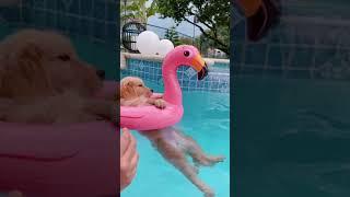  golden retriever puppy enjoying the holiday by the pool ‍️ #shorts