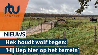 Pensionstal Mariahoeve in Renkum plaatst wolfwerend hekwerk  RTV Connect