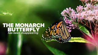 Monarch  A Biodiversity Success Story