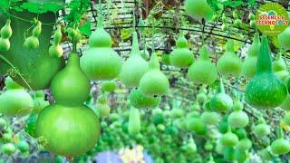 Amazing Bottle Gourd Farming  How to Plant and Harvest Bottle Gourd? How to Cultivate Calabash?