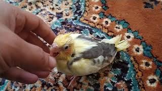 Yavru Sultan papağanı uyanır uyanmaz mama istemeye başladı 
