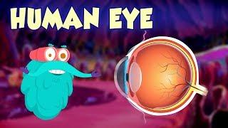 Human Eye - The Dr. Binocs Show  Best Learning Videos For Kids  Peekaboo Kidz