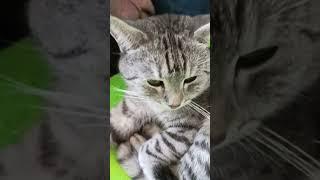 На что живёте? #2024 #любовь #katten #tiktok #топ #kitte #cat #love #kittten #2023 #shorts #trending