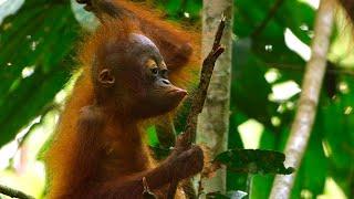 Baby Orangutan Needs a Hand  4K UHD  Seven Worlds One Planet  BBC Earth