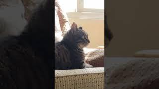 What does the cat see??  #cute #cat #kitty #catvideos