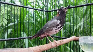 Anis Kembang Gacor Pagi Hari Cocok Untuk Pancingan Burung Malas Bunyi