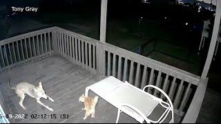 Wild video shows cat fights off coyote narrowly escapes attack on Texas porch