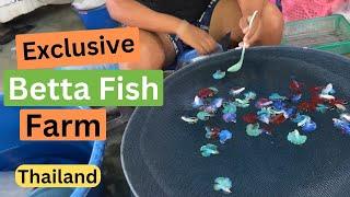 Largest Betta Fish Farm in Thailand  See How They Breed Them.