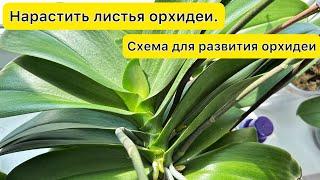 Для роста ЛИСТЬЕВ орхидей и полноценного РАЗВИТИЯ орхидеи. Схема ухода и препараты