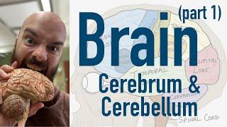 Brain Cerebrum and Cerebellum + Broca’s Wernicke’s and limbic overview