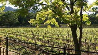 Wine Country- Vineyards in Spring - Relaxing Winery Landscapes