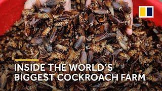 China Inside the world’s biggest cockroach farm