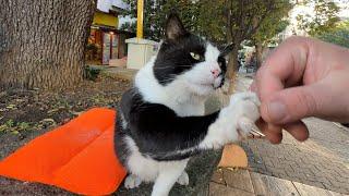 Funny cat is asking for more back scratches