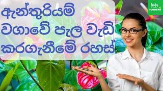 ඇන්තූරියම් වගාවේ පැල වැඩි කරගැනීමේ රහස්  Secrets of growing anthurium plants  Indu flowers