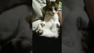 Kucing ganteng #shorts