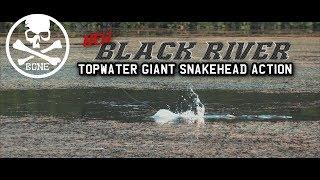 Topwater Heavy Cover Giant Snakehead Action with New BONE Black River