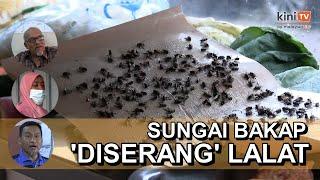 Serangan lalat di Sungai Bakap tak selesai resahkan penduduk setempat