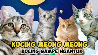 KUCING MEONG MEONG‼️KUCING SAMPE NGANTUK‼️LAGU KUCING MEONG MEONG