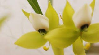 Орхидея Сycnoches chlorochilon но это не точно. Цикл развития когда цветет. Домашнее цветение