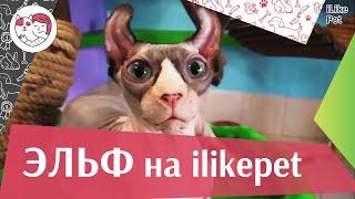 Эльф на  ilikepet