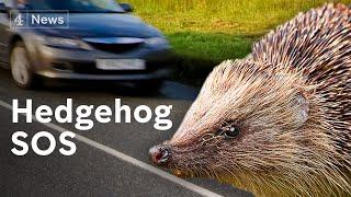 Why Britain’s hedgehogs are in serious trouble