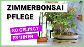 Indoor-Bonsai Zimmerbonsai und ihre spezielle Pflege