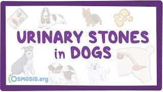 Urinary stones in dogs