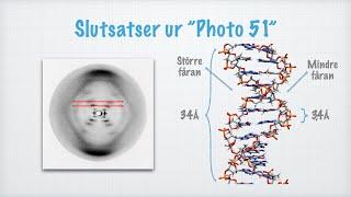 DNA-molekylens grundläggande struktur