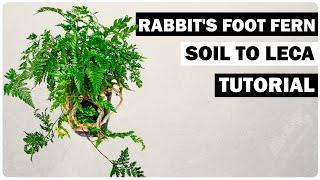 How to Transfer Rabbit Foot Fern to Leca for Beginners
